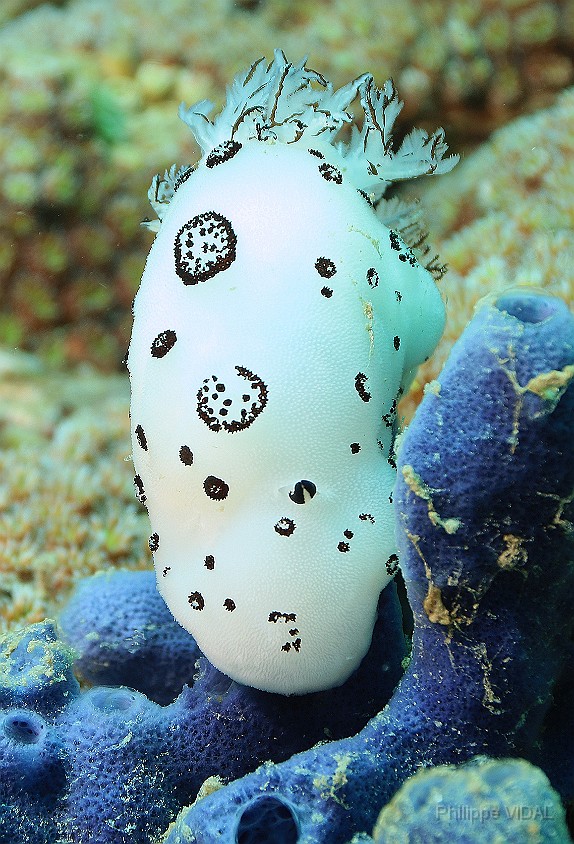 Thailand 2015 - Ko Tao - Nudibranche Doris funebre-Jorunna funebris _IMG_3808_rc.jpg
